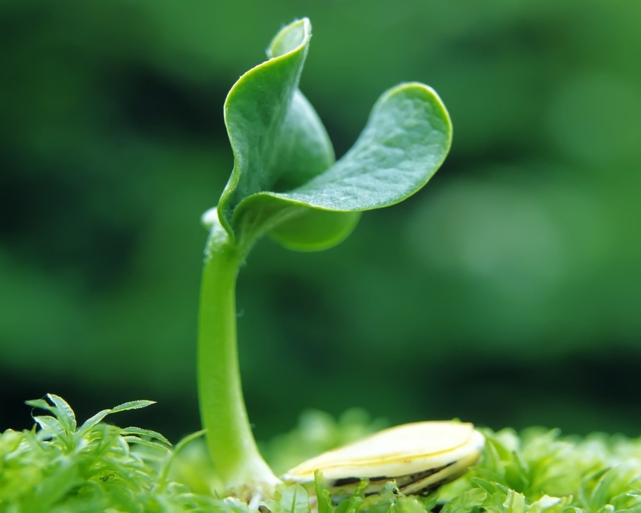 Oncology Acupuncture Toronto