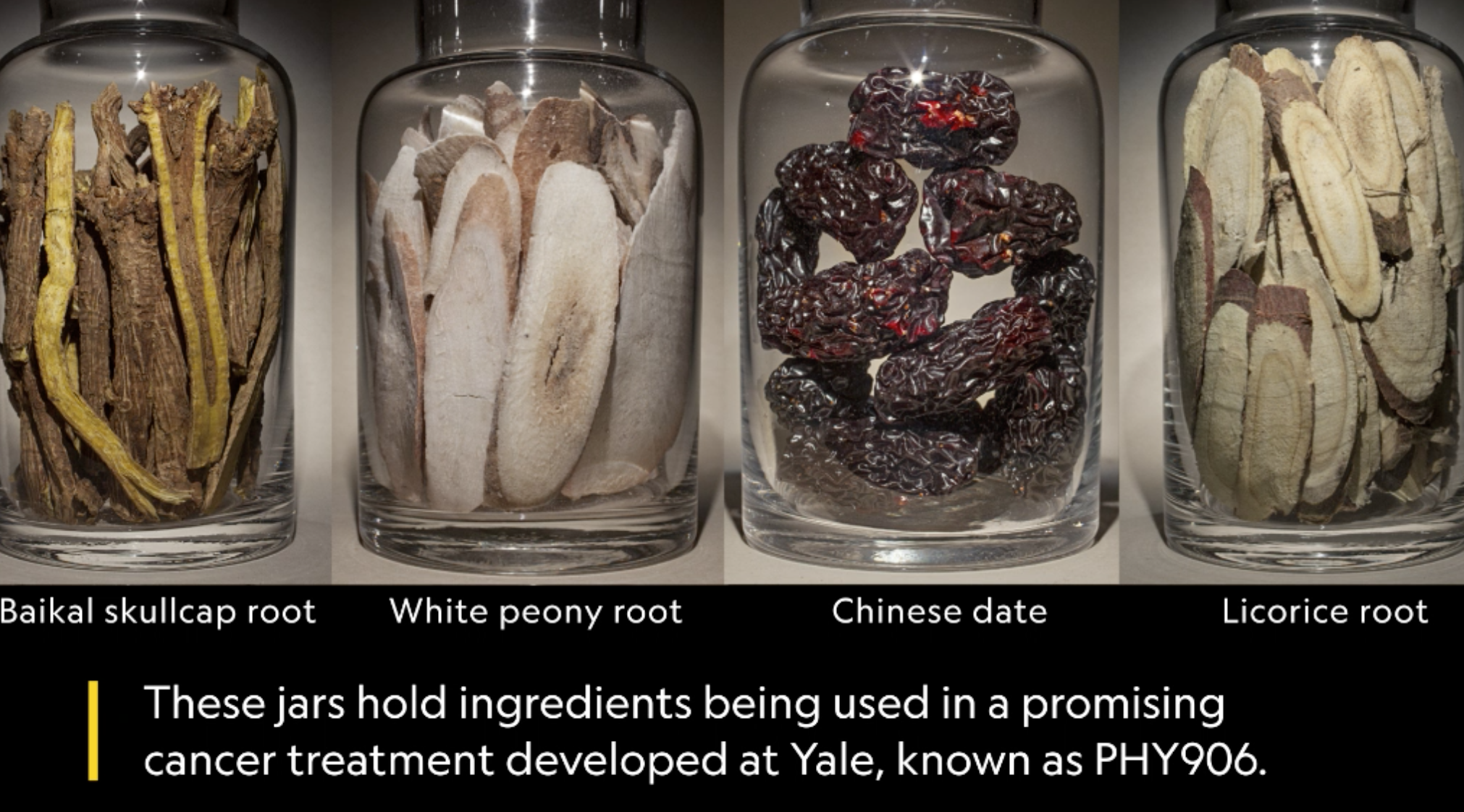 Acupuncture for cancer - Baikal skullcap root, white peony root, Chinese date and licorice root